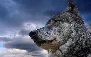grey wolf, wolf, nature, animals HD wallpaper