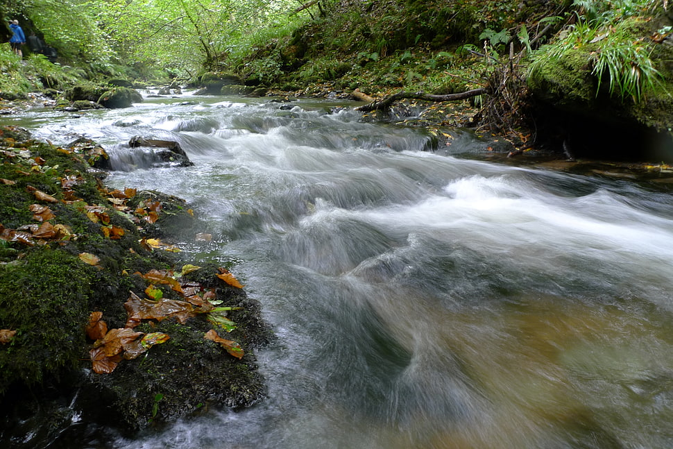 Photo of running water surround green plants HD wallpaper | Wallpaper Flare