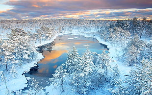 snow-capped trees and lake, winter, forest, lake, snow