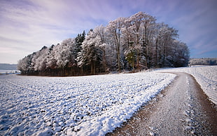 snow covered field HD wallpaper