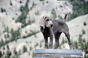 black American Pit Bull Terrier puppy during daytime