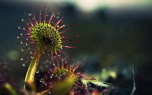 shallow focus photography of green plant