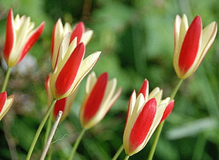 selective focus photography of red and white flowers HD wallpaper