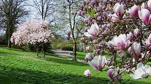 macro photography of white-and-pink flowers