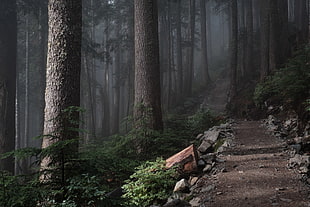 green forest, nature, landscape, forest, path HD wallpaper