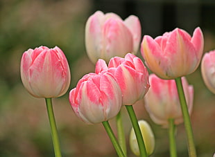 pink and white flowers