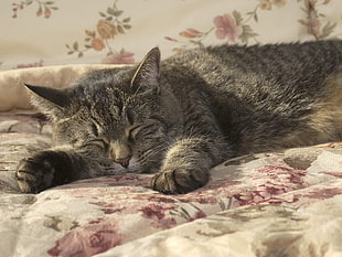 grey Tabby cat on bed HD wallpaper