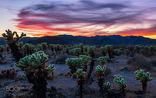 green cacti, sky, sunlight, nature, plants