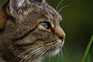shallow focus photography of gray cat HD wallpaper