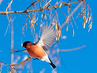 selective focus photography orange and white Waxwing bird HD wallpaper