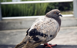 brown and gray pigeon HD wallpaper