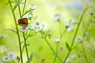 close-up photo of brown and black butterfly on white petaled flower HD wallpaper