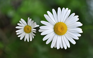 selective focus photography of Daisy flowers HD wallpaper