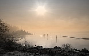 brown plant, nature, landscape, photography, mist