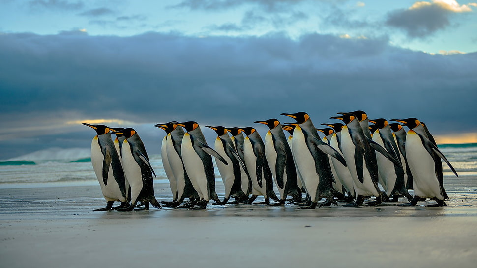 penguins walking on shoreline under blue sky HD wallpaper