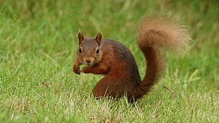 brown squirrel on green grass field during daytime, red squirrel HD wallpaper