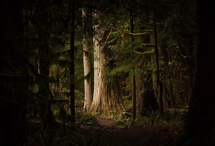 tall green-and-brown trees, forest, ferns, shrubs, trees