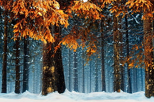 orange trees, snow, forest, cold, orange HD wallpaper