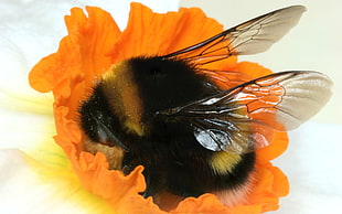 macro photo of a Bumble Bee on orange-petaled flower HD wallpaper