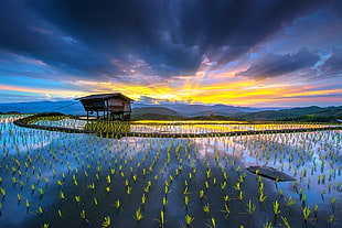 landscape photography of brown house on body of water, rice paddy, hut, terraces, water HD wallpaper