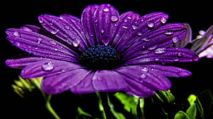 purple petaled flower