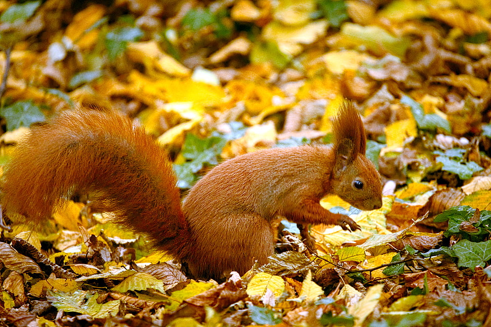 brown squirrel HD wallpaper