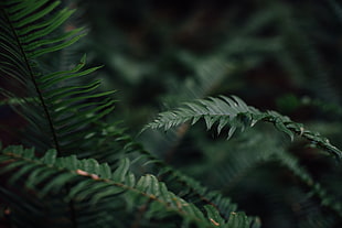 shallow focus photo of green leaves