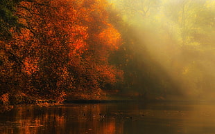 orange leafed trees and lake, nature, landscape, river, forest HD wallpaper