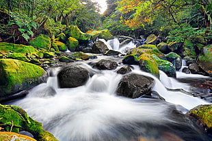 timelapse photography of spring