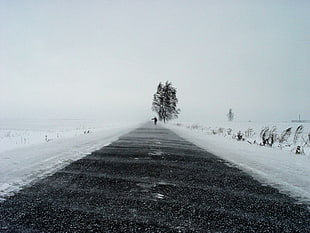 white snowfield, path, snow, winter, landscape HD wallpaper