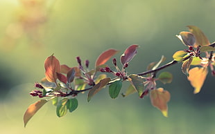 pink and green petaled flower, nature, plants, trees