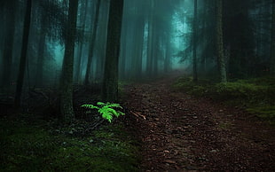 fern plants, nature, landscape, fairy tale, forest HD wallpaper