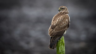brown eagle perched on green tree during daytime, buteo buteo, common buzzard HD wallpaper