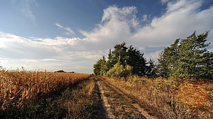 brown grass field, nature, landscape