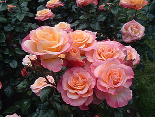 pink roses during daytime HD wallpaper