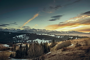 forest on mountian, nature, landscape, sunset