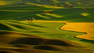 landscape photography of green farm field, tennessee