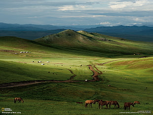 herd of brown horse, landscape, nature HD wallpaper