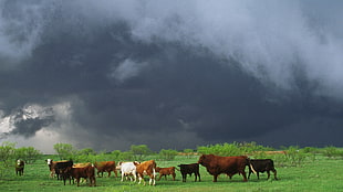 green and brown house near body of water painting, cow, sky, animals, clouds