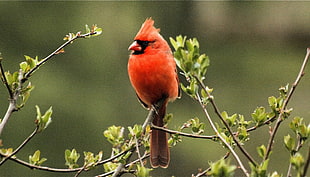 depth of field photography of cardinal bird perch on tree HD wallpaper