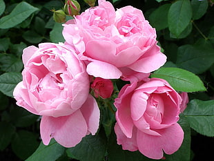 three pink roses