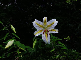 white petaled flower HD wallpaper