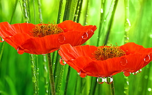two orange flowers, flowers, plants, water drops, red flowers HD wallpaper