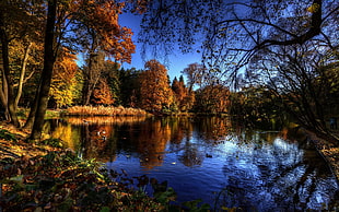 body of water and green trees, lake, forest, nature, landscape