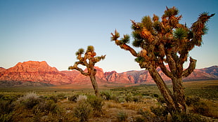 photo of cacti at The desert during daytime HD wallpaper