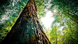 green leafed tree, nature, trees, forest