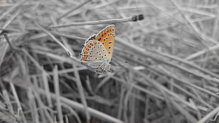 orange and brown butterfly, black, wheat, butterfly, selective coloring