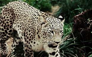 leopard on forest