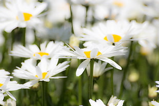 macro shot photography of daisy flowers HD wallpaper