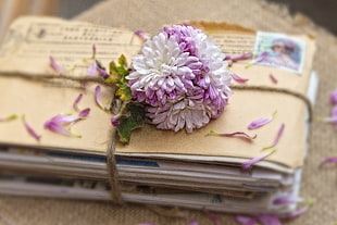 assorted window mail cards wrapped with pink and white chrysanthemums HD wallpaper